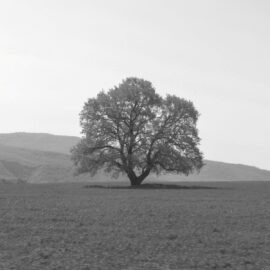 Abschied in der Natur: Warum Friedwald- und Baumbestattungen immer beliebter werden